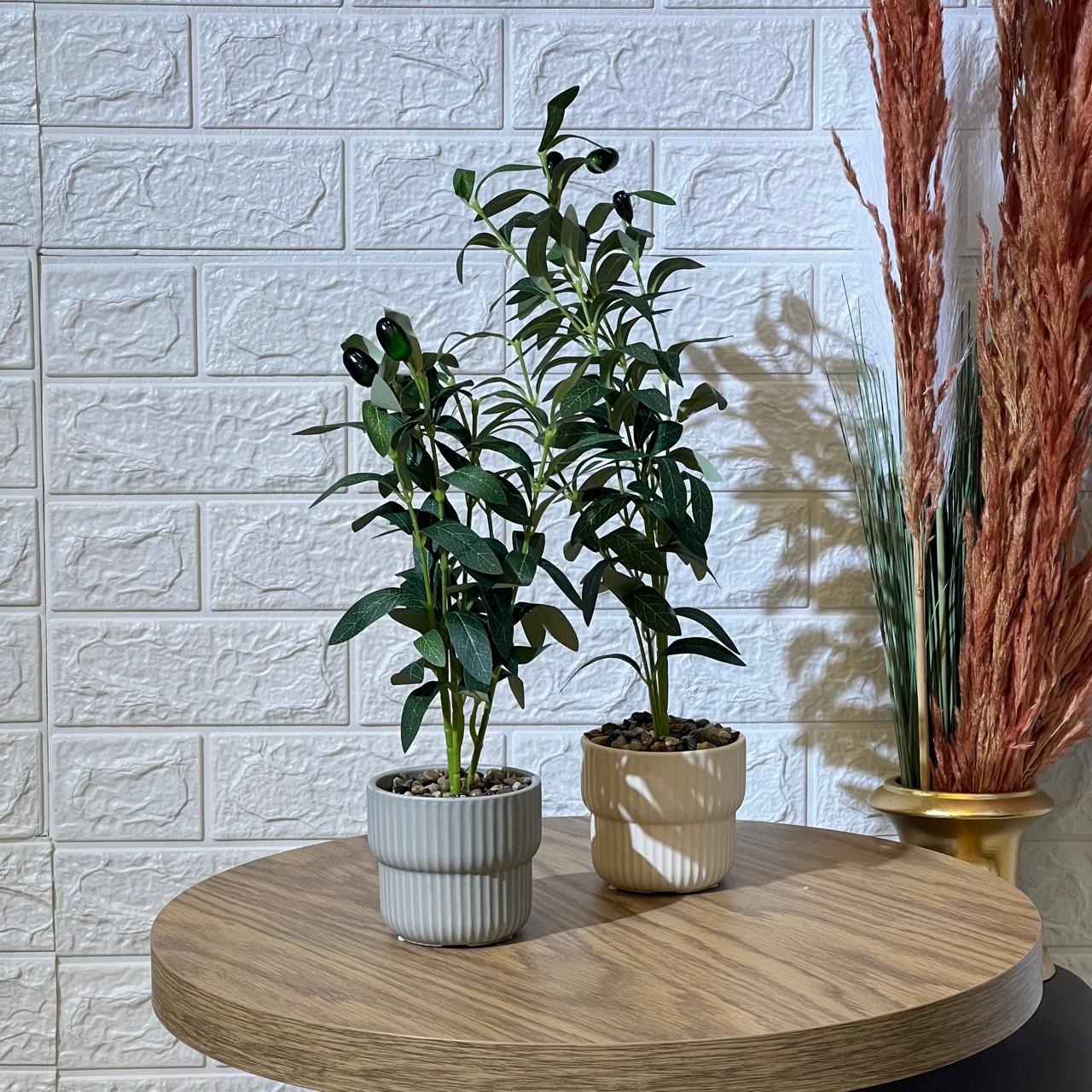 Cute Small Olive Tree