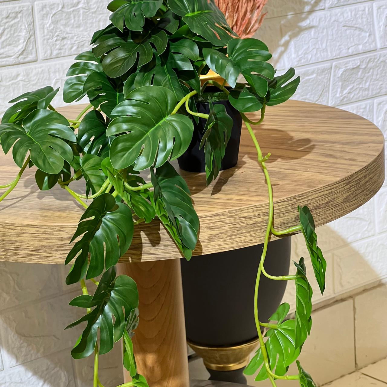 Falling Monstera