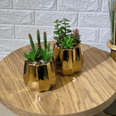 Succulent Arrangment