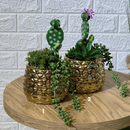 Chrome Arrangement Cactus