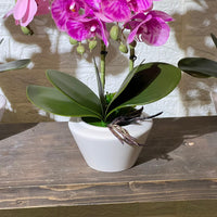 White Pot Orchid Artificial Plant