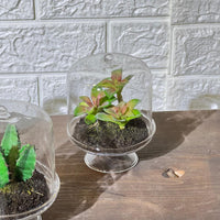 Terrarium Look Artificial Plant