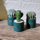 Nice Turquoise Artificial Cactu