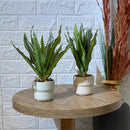 Snake Like Artificial Plant
