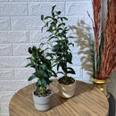 Cute Small Olive Tree