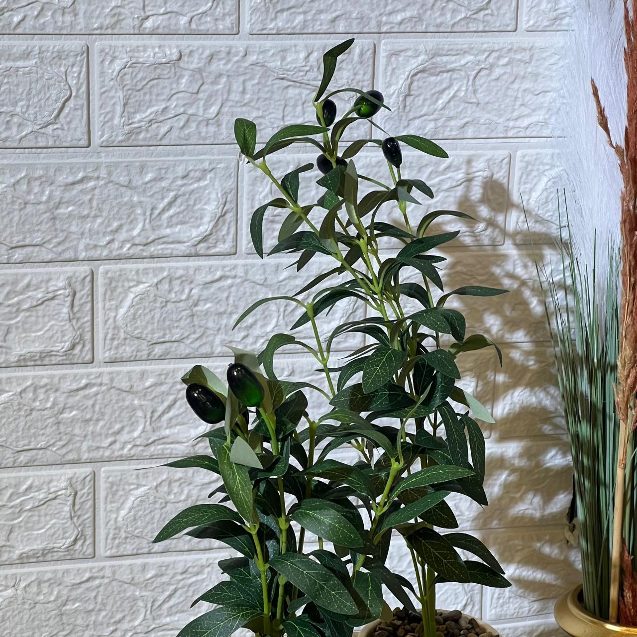 Cute Small Olive Tree