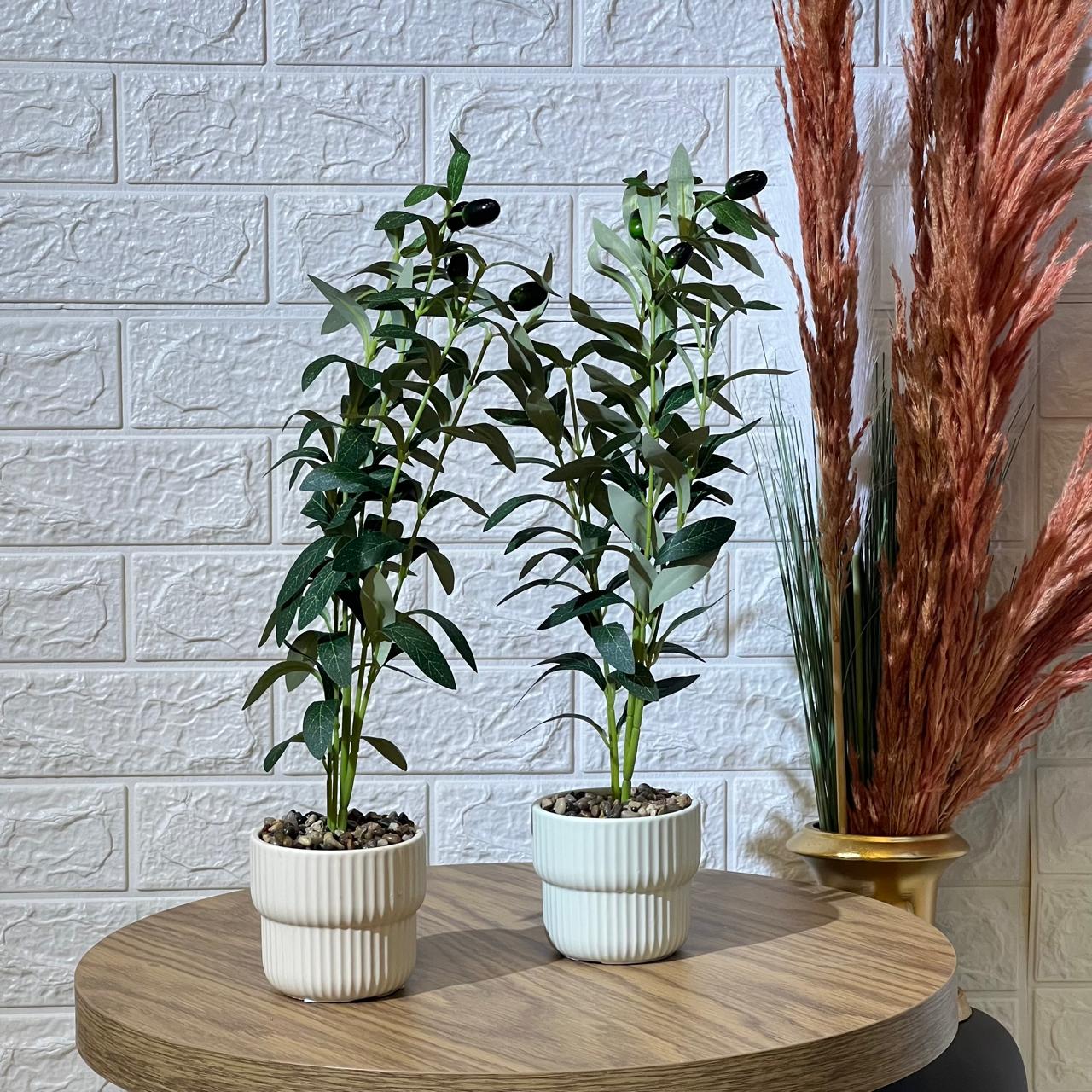 Cute Small Olive Tree