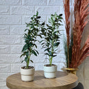 Cute Small Olive Tree