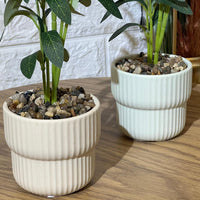 Cute Small Olive Tree