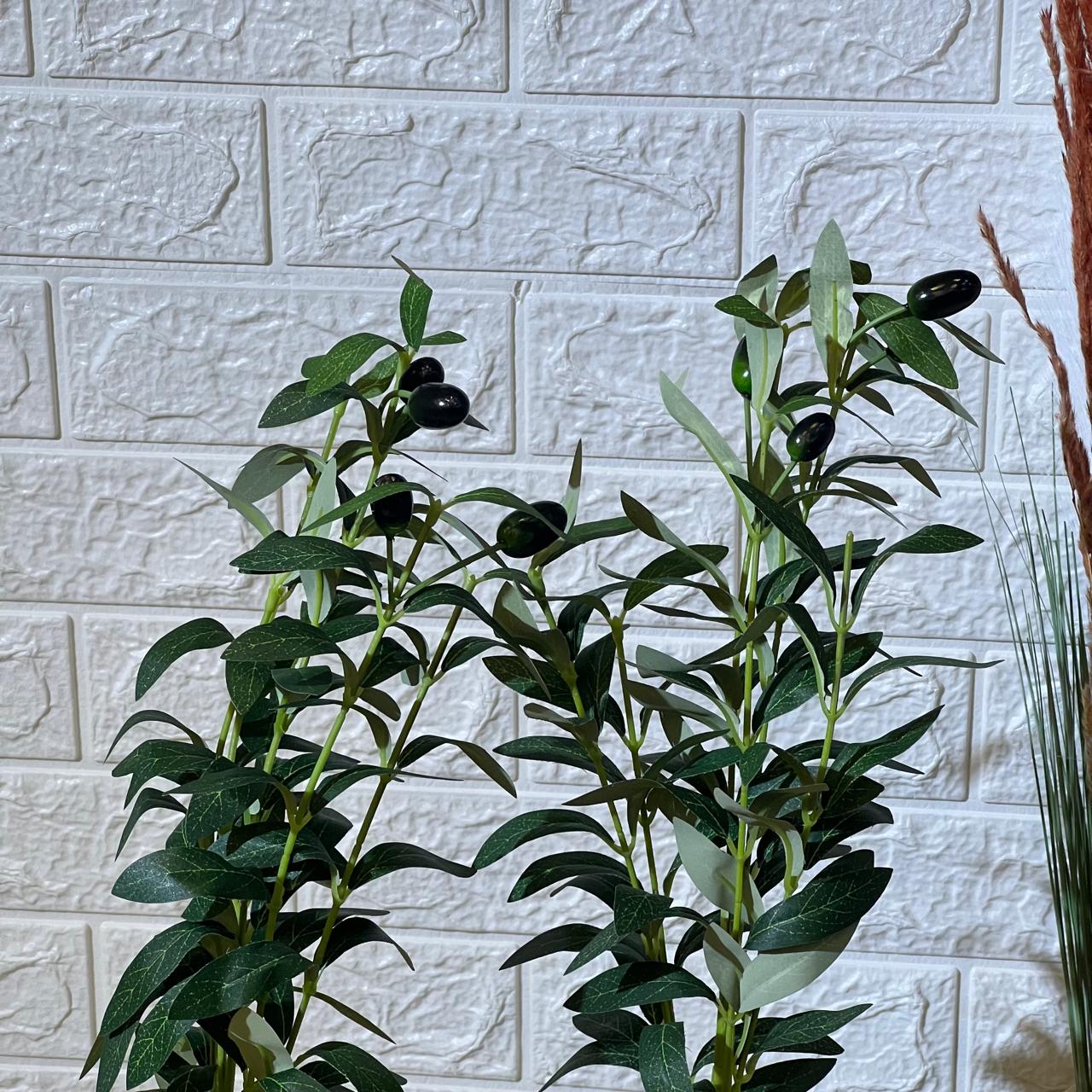 Cute Small Olive Tree