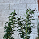 Cute Small Olive Tree