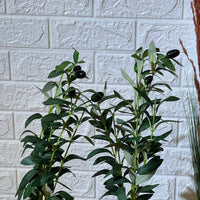 Cute Small Olive Tree