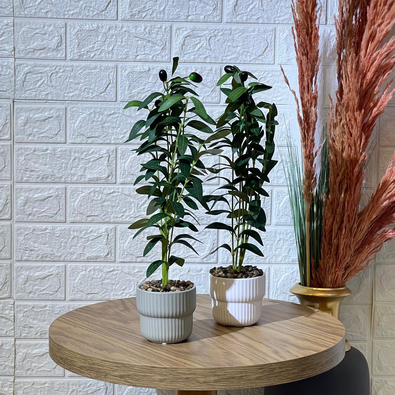 Cute Small Olive Tree