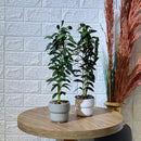Cute Small Olive Tree