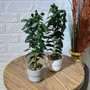 Cute Small Olive Tree
