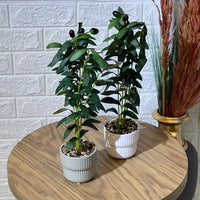 Cute Small Olive Tree