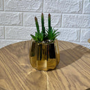 Succulent Arrangment