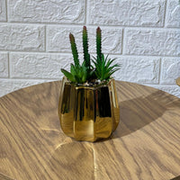 Succulent Arrangment