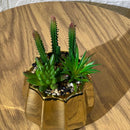 Succulent Arrangment