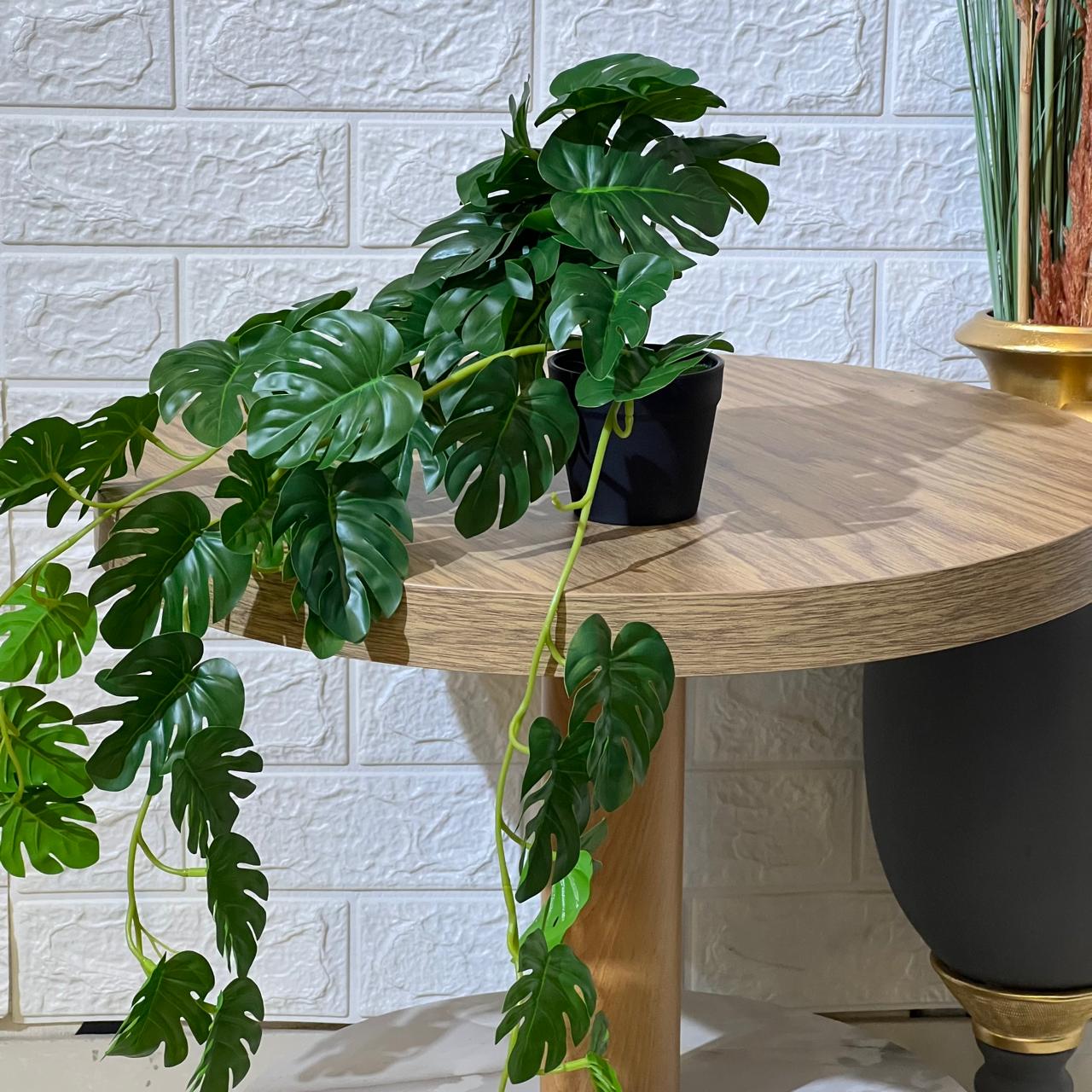 Falling Monstera