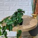Falling Monstera