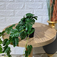 Falling Monstera