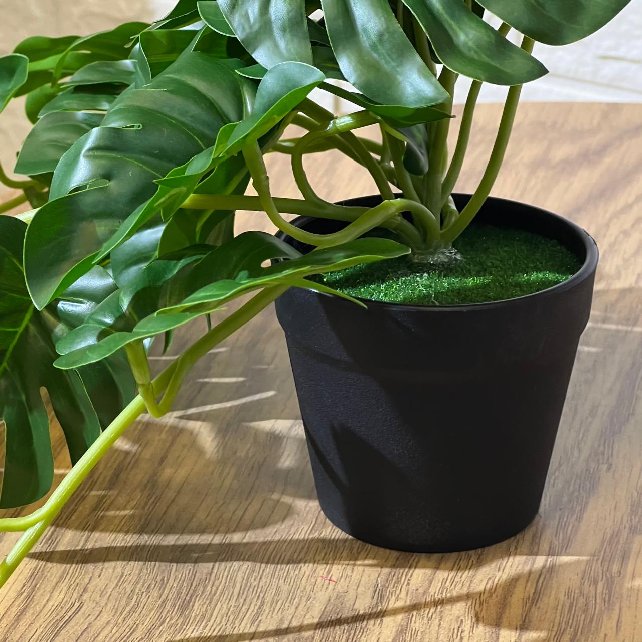 Falling Monstera
