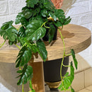 Falling Monstera