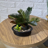 Mini Palm Arrangement