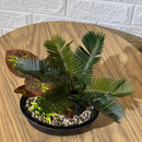 Mini Palm Arrangement