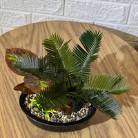 Mini Palm Arrangement