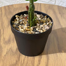 Cute Fiddle Leaf Artificial